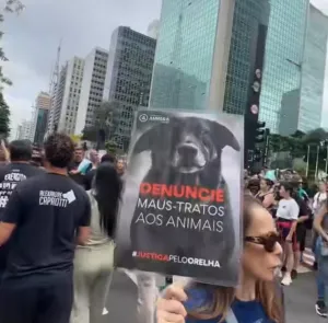 Investigação do MP-SC aponta que cão Orelha não foi vítima de agressão e solicita o encerramento do inquérito